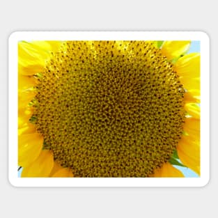 Sunflower, Zakynthos, Greece Sticker